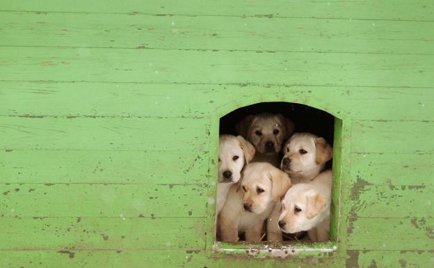 Cuatro detenidos en Toledo por vender por Internet cachorros de perro que morían tras la compra