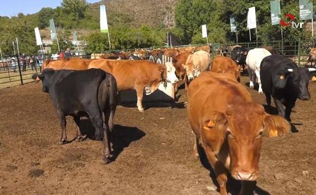 Feria de las siete villas en Viniegra, este fin de semana