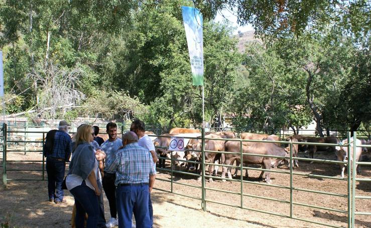 Feria de ganado de las siete villas en Viniegra de Abajo