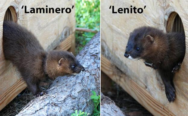 Soltados en La Rioja dos ejemplares de visón europeo criados en cautividad