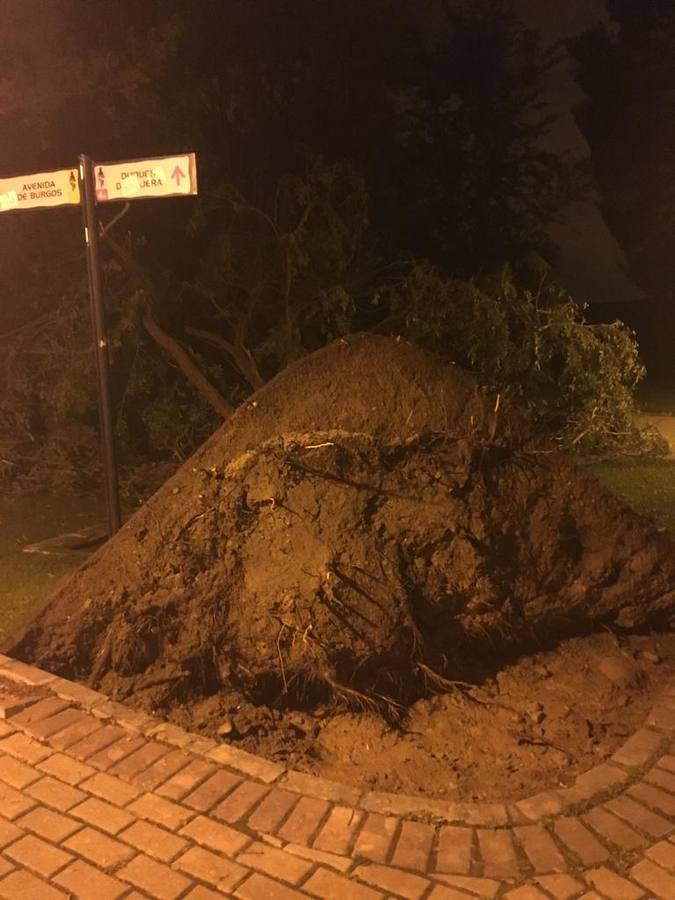 Barro, ramas rotas y árboles caídos, las consecuencias de la tormenta