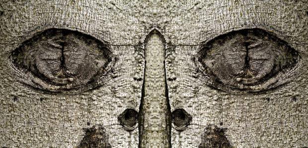 'Bestiario' identifica en la naturaleza rostros y atributos humanos