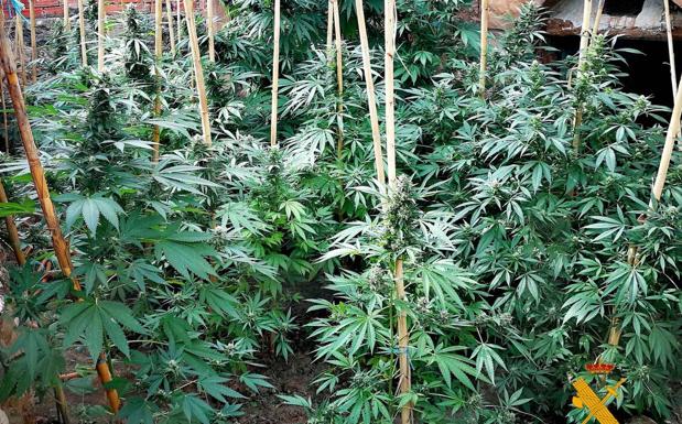 Descubren por el olor una plantación de cannabis en un corral de Santa Eulalia