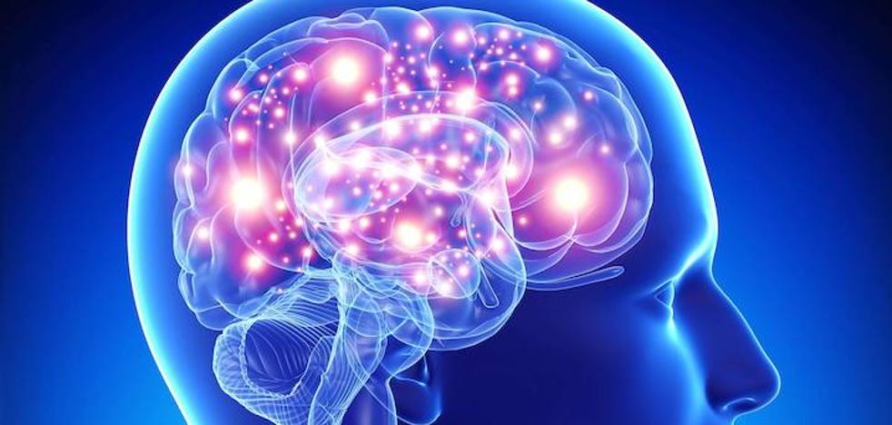 Científicos investigan si la 'hormona del estrés' puede reducir el tamaño del cerebro