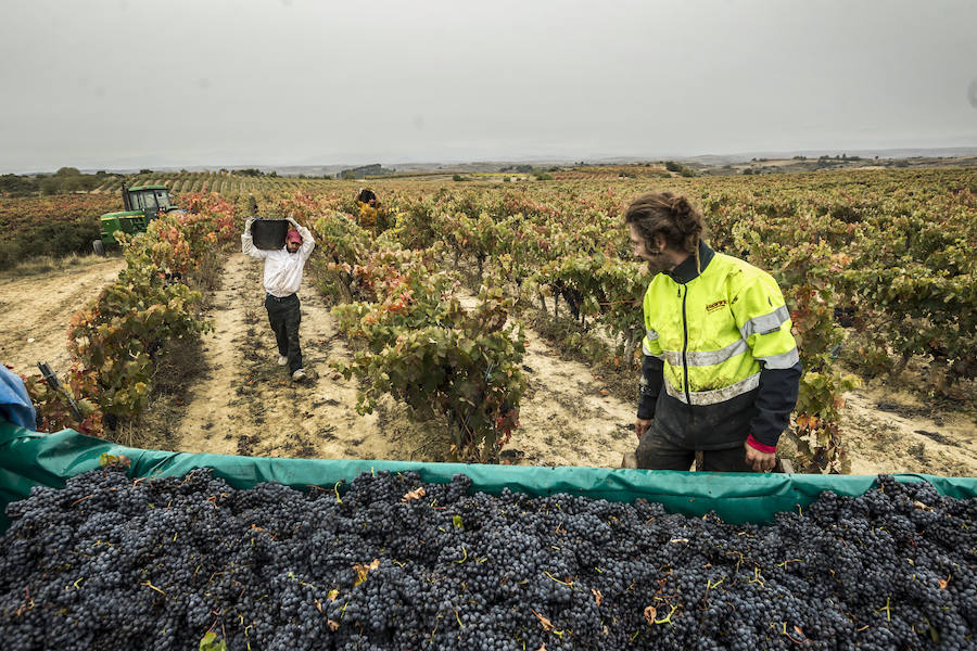 Últimos racimos al cesto en La Rioja