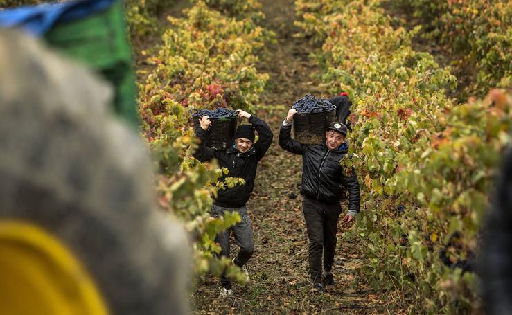 Últimos racimos al cesto en La Rioja