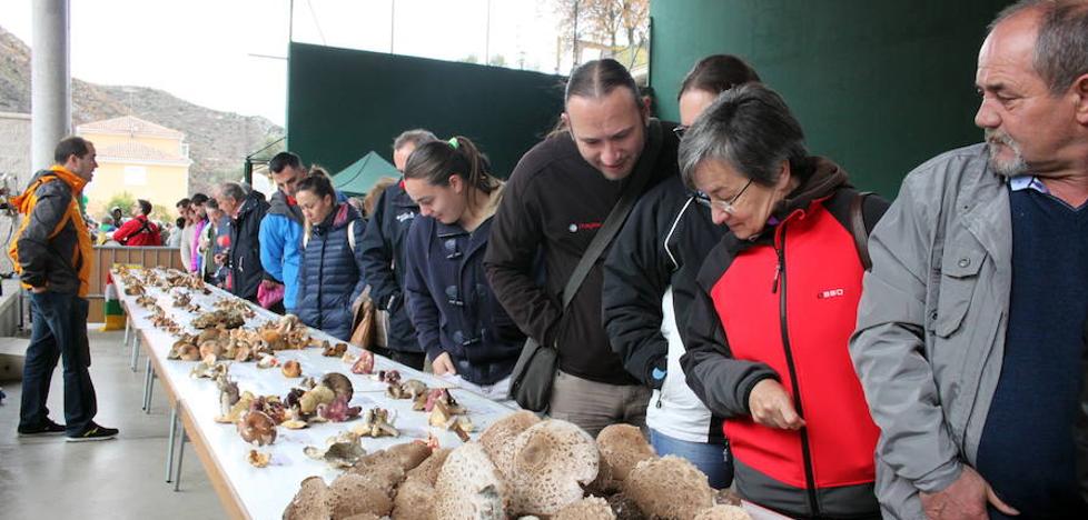 Arnedillo vive sus 28 jornadas micológicas con salida al campo y exposición