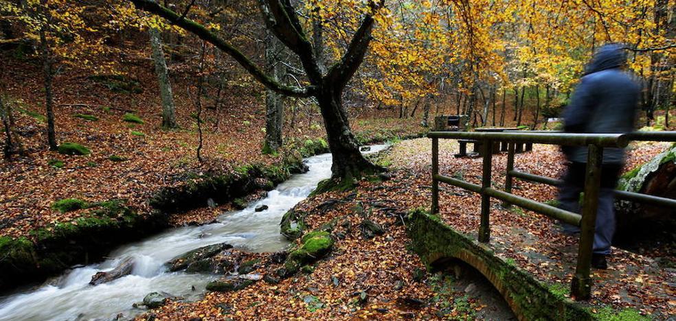 Hojas del otoño riojano