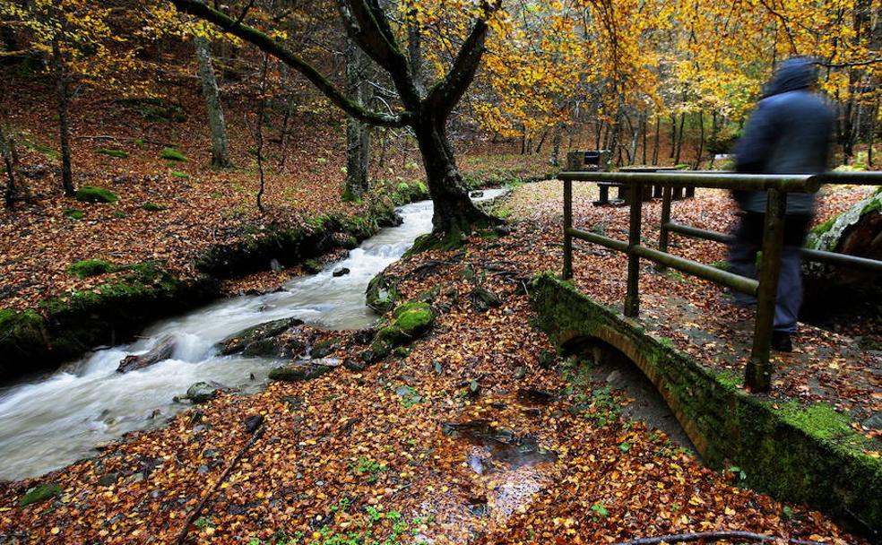 Hojas del otoño riojano