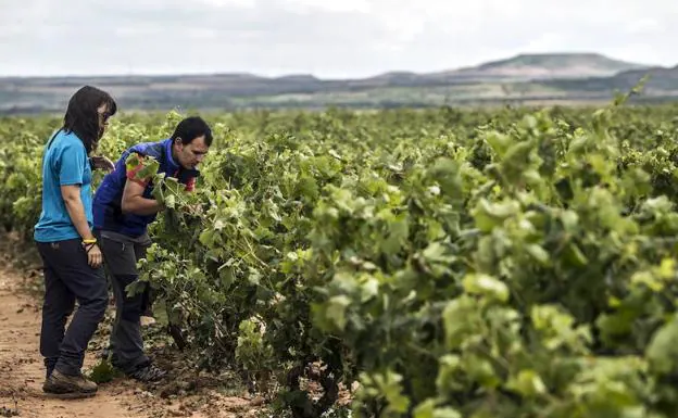 Más de 30 productores riojanos, en la primera Feria de Alimentos Ecológicos de La Rioja