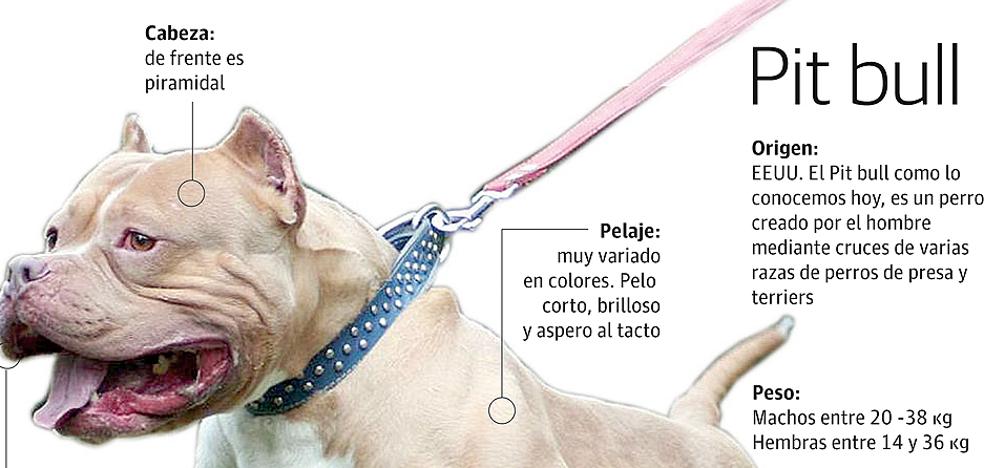 Un matrimonio denuncia la agresión de un pitbull a su mascota en Logroño