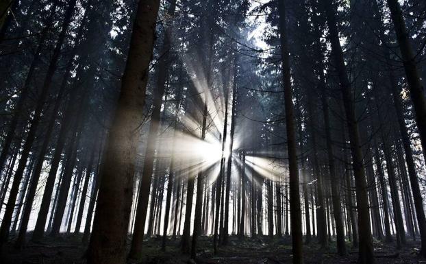 Volver la mirada hacia el bosque