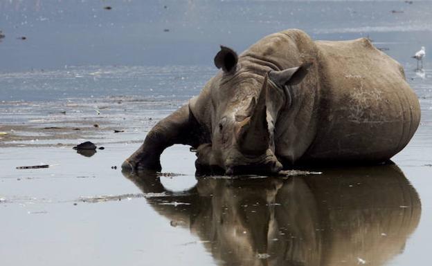 El clima, no los ancestros humanos, culpable de las antiguas extinciones de mamíferos en África