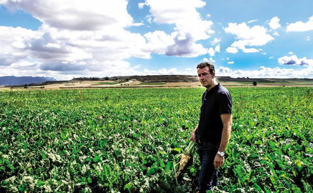 Agricultura espera que la mala situación de la remolacha sea «coyuntural»