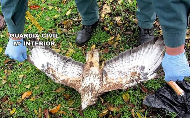 Detenido un hombre por envenenar a dos águilas, una de ellas en peligro de extinción