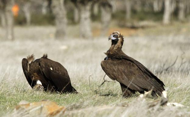 Medio Ambiente indemniza a tres ganaderos que perdieron cinco animales por los buitres