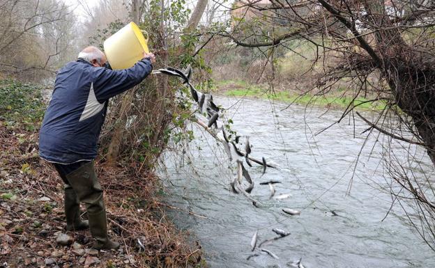 Los ríos riojanos han sido repoblados con más de 900.000 ejemplares de trucha