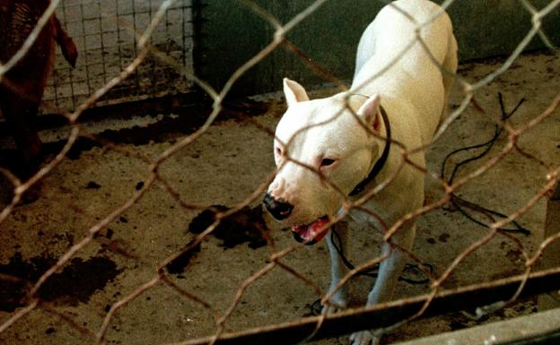 Un pitbull ataca a un niño de dos años en Villamediana