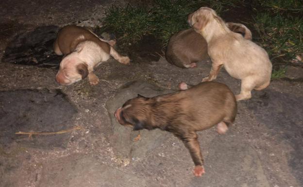 APA-Rioja denuncia el abandono de camadas de cachorros en contenedores de basura