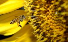 Abejas inteligentes, las agricultoras del futuro