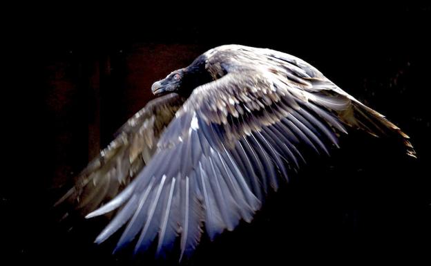 Medio Ambiente censa una pareja de quebrantahuesos que habita en La Rioja