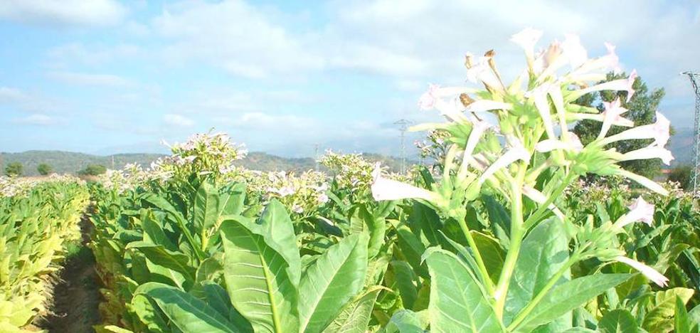 El tabaco también daña el medio ambiente