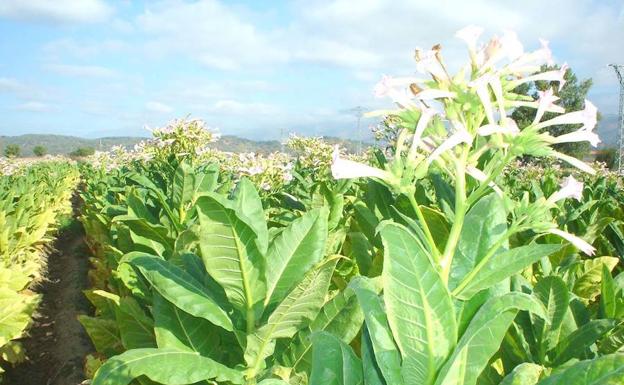 El tabaco también daña el medio ambiente