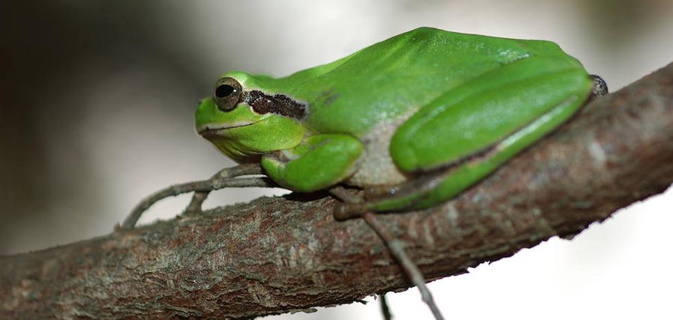 El croar de las ranas puede ayudar a mandar whatsapps