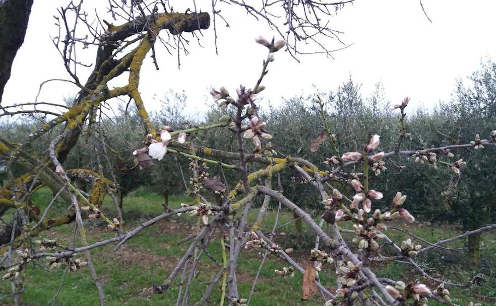 La primera flor de almendro de Logroño (o así) | La Rioja