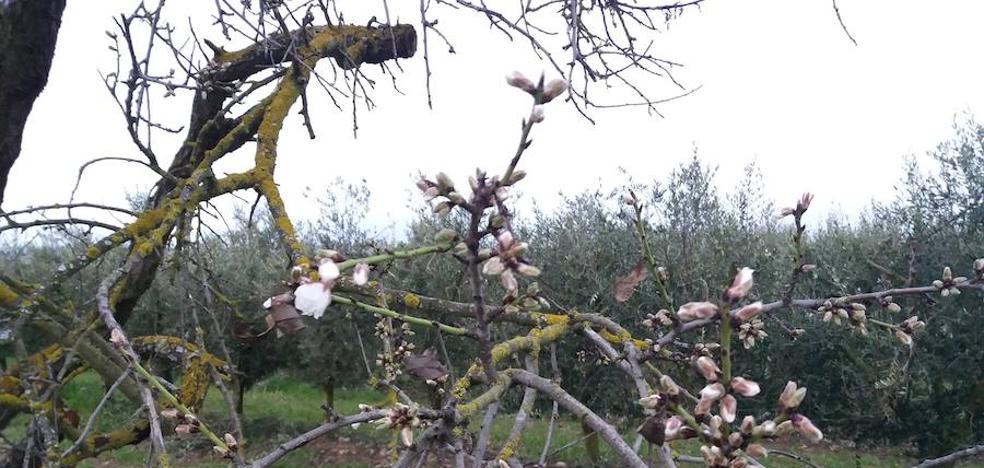 La primera flor de almendro de Logroño (o así)