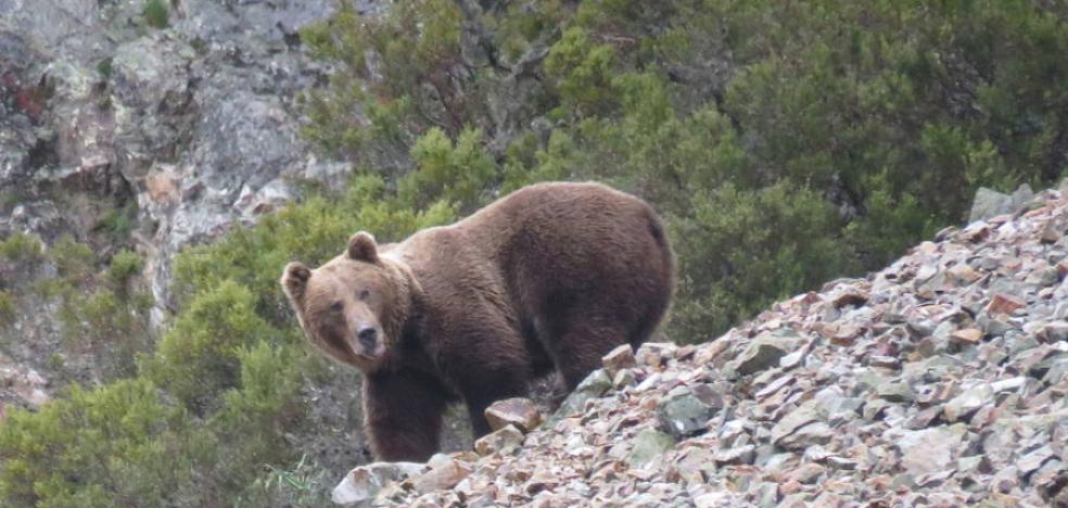 El cambio climático puede diezmar a los osos pardos en la cordillera cantábrica