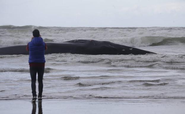 Muere una ballena encontrada en una playa de Vizcaya