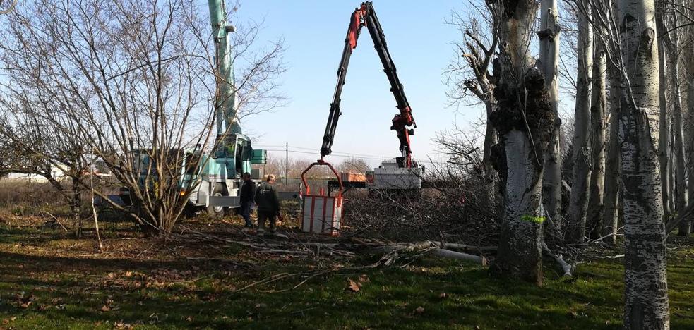 Se sustituyen 30 árboles en Fuente de El Moro