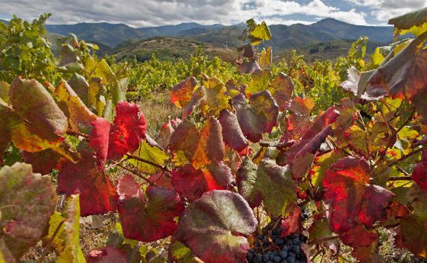 Enoturismo en El Bierzo, la mejor manera de maridar León