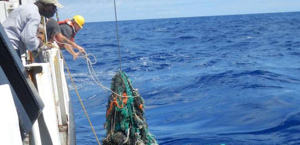 El 99% de las aves marinas tendrán plásticos en su organismo en 2050