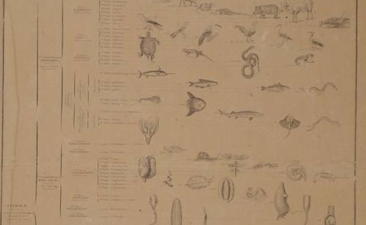 La colección de 57 láminas litográficas de historia natural de Achille-Joseph Comte, editadas en 1830