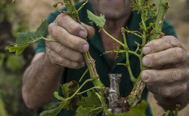 Casi el 30% del viñedo riojano sufre los efectos del pedrisco y las heladas los dos últimos años