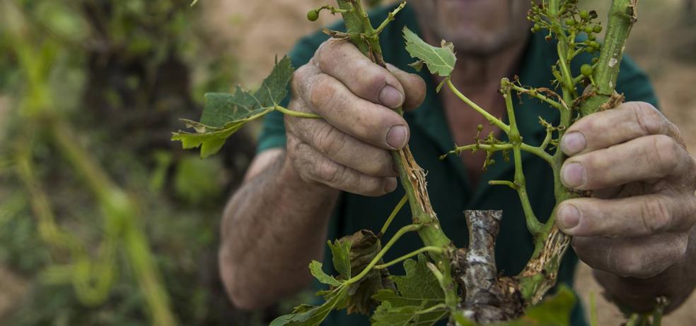 Casi el 30% del viñedo riojano sufre los efectos del pedrisco y las heladas los dos últimos años