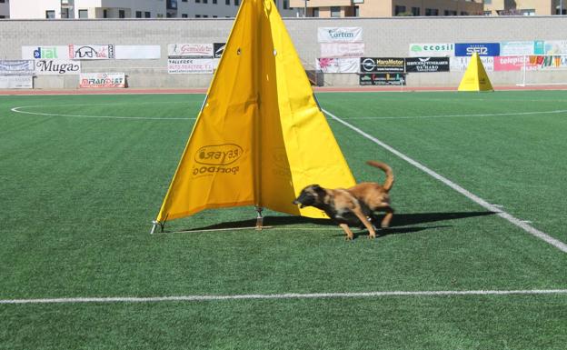 La élite canina se presenta en Haro