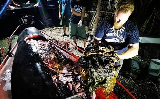 Encuentran 40 kilos de plástico dentro de una ballena muerta en Filipinas