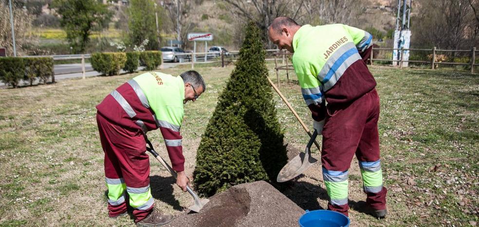 Secuoyas y eucaliptos frente al cambio climático