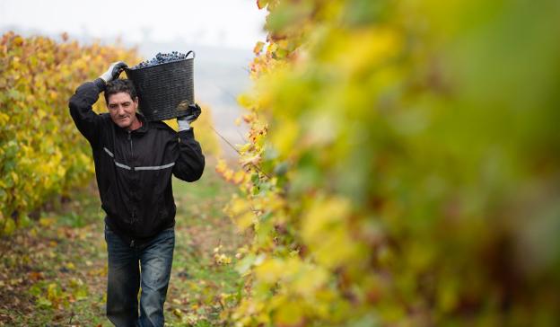 El Consejo Regulador calificará mañana como 'buena' la cosecha de Rioja del 2018