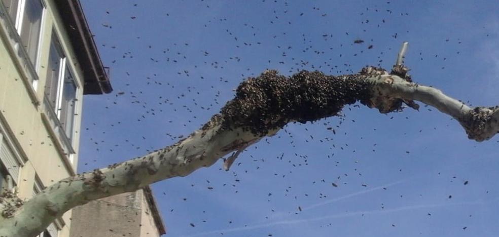 Retiran un enjambre de abejas del Espolón de Santo Domingo