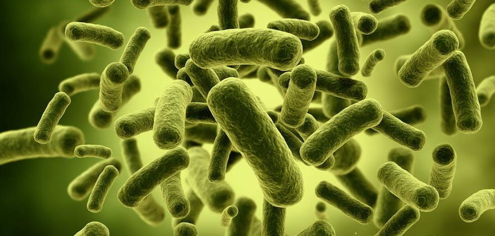 ¿Qué es la bacteria 'Klebsiella pneumoniae'?