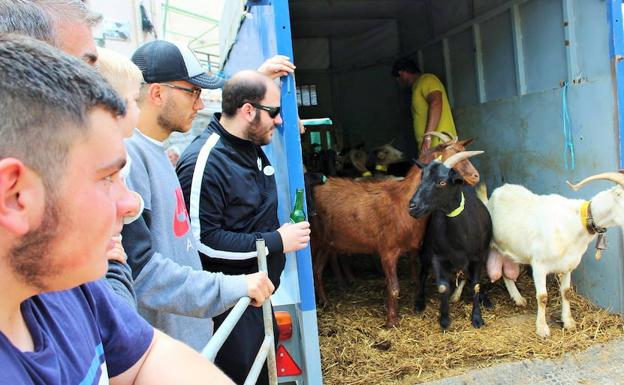 Soto celebrará el sábado la IV Feria de Ganado Selecto del Camero Viejo