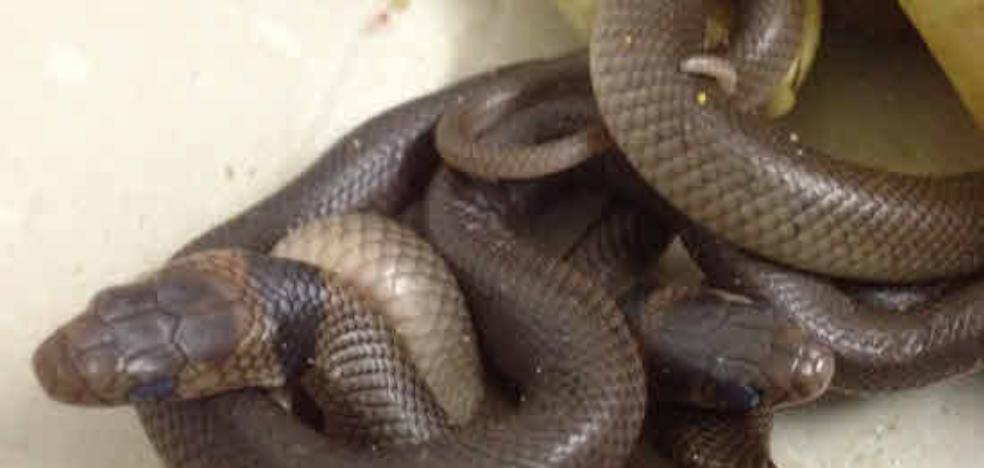 La OMS se propone reducir a la mitad las muertes por mordedura de serpiente