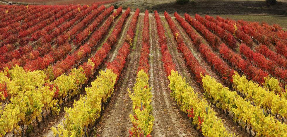 Menos cebada en el norte y más quinoa en el sur con el cambio climático