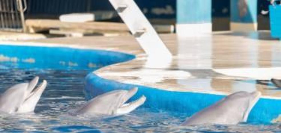 La Guardia Civil investiga la salud de los delfines del zoo de Madrid