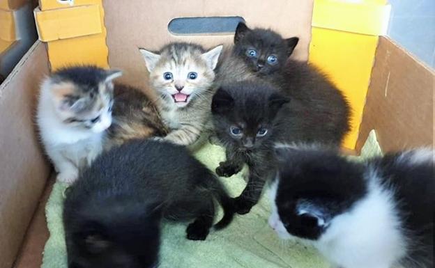 Siete gatitos en busca de un hogar