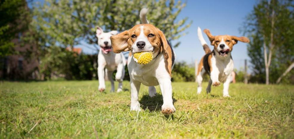 Los perros pueden detectar el cáncer de pulmón con el olfato